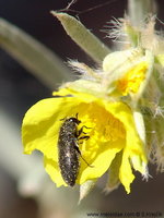 Acmaeodera bipunctata