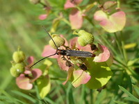 Oberea erythrocephala erythrocephala var. pyretana