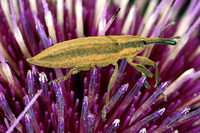 Lixus iridis