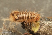 Anthrenus scrophulariae - Carpet Beetle