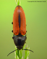 Ampedus sanguinolentus