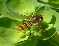 Episyrphus balteatus - Marmelade Fly