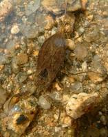 Nepa cinerea - Water-scorpion