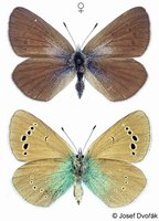 Glaucopsyche alexis - Green-underside Blue