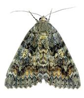 Catocala sponsa - Dark Crimson Underwing