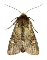 Apamea scolopacina - Slender Brindle