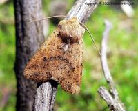 Conistra rubiginea - Dotted Chestnut
