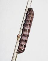 Cerastis rubricosa - Red Chestnut