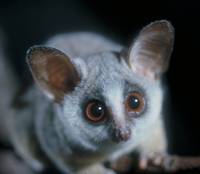 South African lesser bushbaby (Galago moholi)