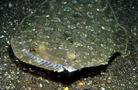 Bothus podas, Wide-eyed flounder: fisheries, aquarium