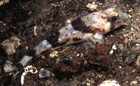 Triglops murrayi, Moustache sculpin: