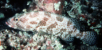 Epinephelus tauvina, Greasy grouper: fisheries, aquaculture, gamefish