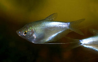 Trichogaster microlepis, Moonlight gourami: fisheries, aquarium