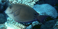 Acanthurus nigrofuscus, Brown surgeonfish: fisheries, aquarium