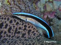 Labroides dimidiatus, Bluestreak cleaner wrasse: aquarium