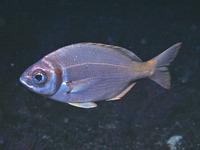 Boopsoidea inornata, Fransmadam: fisheries, bait