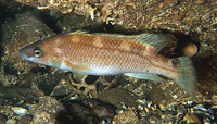 Acantholabrus palloni, Scale-rayed wrasse: fisheries