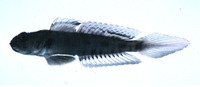 Oxyurichthys visayanus, :