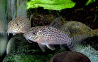 Corydoras xinguensis, Xingu corydoras: aquarium