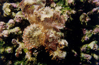 Scorpaenopsis barbata, Bearded scorpionfish: