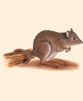 Image of: Bettongia (bettongs)