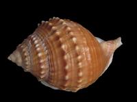 Galeodea echinophora
