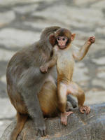 Image of: Macaca mulatta (rhesus monkey)
