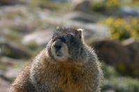 Image of: Marmota flaviventris (yellow-bellied marmot)