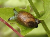 Urogonimus macrostomus