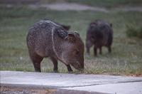 Image of: Pecari tajacu (collared peccary)