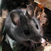 Image of: Peromyscus leucopus (white-footed mouse)