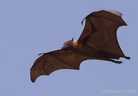 Image of: Pteropus giganteus (Indian flying fox)