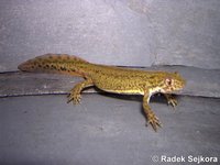 Ommatotriton ophryticus