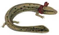 Image of: Necturus maculosus (mudpuppy)