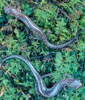 Image of: Plethodon cylindraceus (white-spotted slimy salamander)