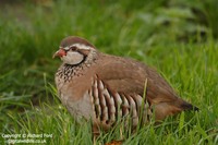 Alectoris rufa - Red-legged Partridge