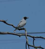 Coracina novaehollandiae - Black-faced Cuckooshrike