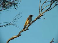 Manorina flavigula - Yellow-throated Miner