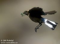 Oenanthe hispanica - Black-eared Wheatear