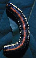 Image of: Noctuidae (cutworms, dagger moths, noctuid moths, owlet moths, and underwings)