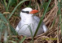 Phaethon aethereus - Red-billed Tropicbird