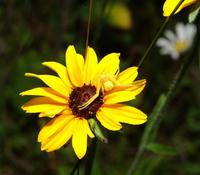 Image of: Thomisidae (crab spiders)