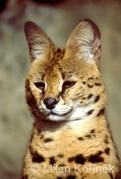 Leptailurus serval - Serval