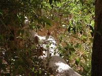 Image of: Catherpes mexicanus (canyon wren)