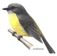 Image of: Eopsaltria australis (eastern yellow robin)