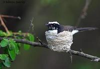 Image of: Rhipidura aureola (white-browed fantail)