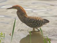 Image of: Tigrisoma fasciatum (fasciated tiger heron)