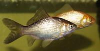 Image of: Carassius auratus (goldfish)