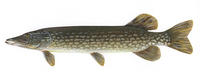 Image of: Esox lucius (northern pike)