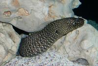 Image of: Gymnothorax (common morays)